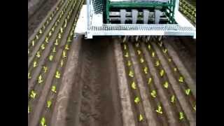 Automatic seedling planting machine on farm in Australia [upl. by Malo736]