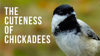 The Cuteness of Chickadees [upl. by Conall]