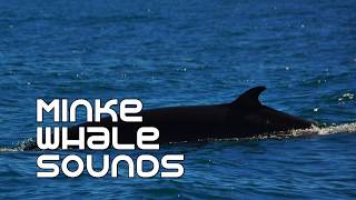 Minke Whales Underwater Sounds [upl. by Ebaj]