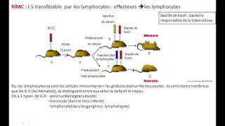 immunité les acteurs de limmunité spécifique RIMH et RIMC [upl. by Berni]