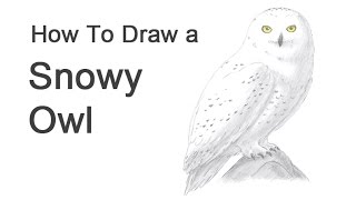 How to Draw a Snowy Owl [upl. by Leal285]