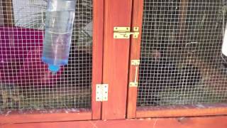 How to Build a Rabbit Hutch Part 2 [upl. by Alya]