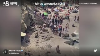 La Jolla Cove sea lions chase each other charge tourists in viral video [upl. by Larcher]