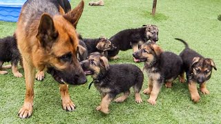 DOG DAD SURPRISES PUPPIES FOR THE FIRST TIME [upl. by Philippine]