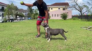 Classic American Bully Training [upl. by Kotz]