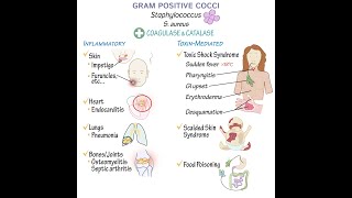 Gram Positive Cocci Overview [upl. by Elfie769]