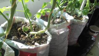 free DIY self watering grow bag for vegetable gardening on balcony or patio [upl. by Karry260]