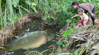 Encounter big fish in a natural puddle use your hand to scoop out all the water to catch the fish [upl. by Enilram]