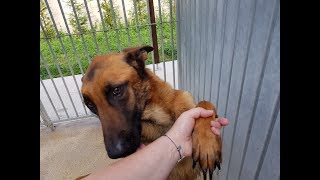 8 chiens prisonniers sur un balcon en plein soleil [upl. by Helsell]