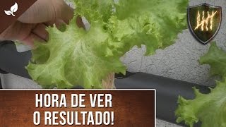 Como fazer uma Horta Hidropônica vertical em PVC Pt 2  Cultivo [upl. by Mayram]