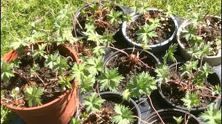 How To Lift And Divide Geraniums Propagating Perennial Geraniums [upl. by Nadruoj]