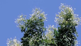 Tree Jasmine Akash Mallige  Millingtonia Hortensis [upl. by Woodcock]