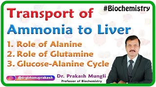 Transport Of Ammonia To Liver  Role of Alanine Role of Glutamine GlucoseAlanine cycle  USMLE [upl. by Nitsyrk]