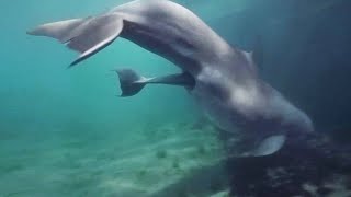 Amazing Baby Dolphin Birth in Bermuda  Dolphin Quest Bermuda [upl. by Asnarepse344]