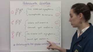 Heterozygote Advantage [upl. by Sharai]