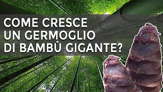 Come cresce un germoglio di bambù gigante [upl. by Corder651]