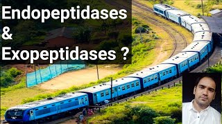 What are Endopeptidases amp Exopeptidases  What is Carboxypeptidase and Aminopeptidase [upl. by Kiran]