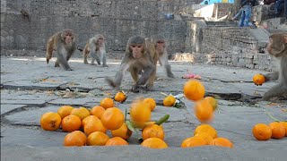 feeding orange to the hungry wild monkey [upl. by Columbine]