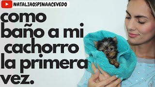 Como baño a mi perro cachorro la primera vez  Tips by Natalia Ospina [upl. by Ailuig5]