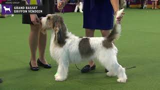 Grand Basset Griffon Vendeens  Breed Judging 2020 [upl. by Lezlie]