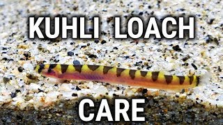 Common yet Oddball Fish for your Aquarium  Kuhli Loach Care Guide [upl. by Pamella]