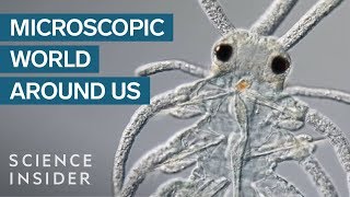 AwardWinning Footage Of The Microsopic World Around Us [upl. by Ybor515]