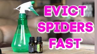 Diy Natural Spider Repellent  Summer Living Room Refresh [upl. by Dreyer]