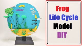 frog life cycle model making for science project  diy  craftpiller  still model [upl. by Drabeck734]