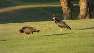 Ibis eremita Geronticus eremita en el campo de golf de Novo Sancti Petri [upl. by Torrance]