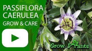 Passiflora caerulea  grow amp care Bluecrown Passionflower [upl. by Ociral]