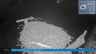 Osprey Cam Live 4K  Oyster Bay NY [upl. by Victorie]