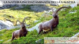 Valsesia Natura incontaminata [upl. by Haisi]