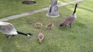 Canada goose fight and gosling [upl. by Acenahs189]