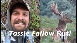 Epic Tasmanian Fallow Deer Rut PART 1 [upl. by Harihs]