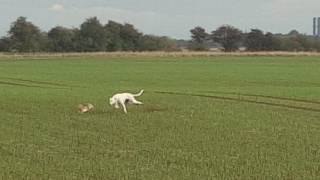 Snowman hare coursing [upl. by Manfred]