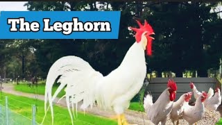 Leghorn Chickens  Why You Should Have Them [upl. by Benil]