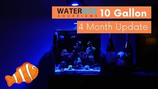 WaterBox 10 Gallon Cube 4 Month Reef Tank Update [upl. by Kirsch]