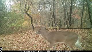 Rut Reel 2021 PA Trail Cam Footage Whitetail Bucks Chasing Scraping Sparring Browning Spec Ops Recon [upl. by Ainedrag]