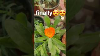 calandula flower 🌻plant video gardeningaasaanhai timelapse youtubeshorts garden reels [upl. by Berneta]