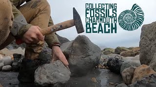 Collecting fossils on Charmouth Beach [upl. by Nevetse]