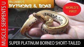 SUPER PLATINUM Borneo ShortTailed Python at Tampa REPTICONPart 5 [upl. by Addiel966]