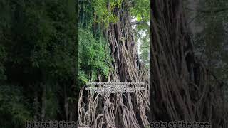 Balete Tree [upl. by Yht]