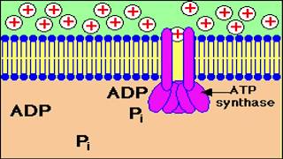 Fosforilación Oxidativa Generalidades e inhibidores [upl. by Enneirb]