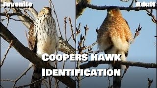 Coopers Hawk Identification  Adults vs Juveniles [upl. by Redford]