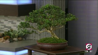 How to properly care for your Bonsai tree  HOUSTON LIFE  KPRC 2 [upl. by Rehpoitsirhc]