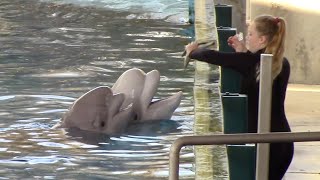 Ocean Discovery Beluga Whales and Dolphins  SeaWorld San Antonio  July 25 2022 [upl. by Ymeraj581]