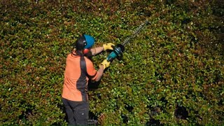 How to Choose and Use a Hedge Trimmer  Mitre 10 Easy As DIY [upl. by Cerys193]