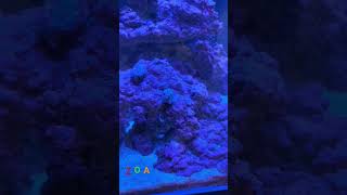 Zoanthid Rock part 1 aquarium marine coraltank coral [upl. by Bandler494]