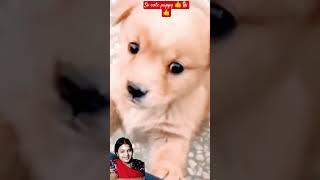 dog puppydog puppy doglover animal funny trending viralshort short ytshort🙏🙏👍👍🙏🙏 [upl. by Tisman]