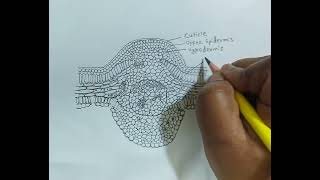 Cycas  T S of leaflet  TS of cycas leaflet  practical diagram [upl. by Laszlo]